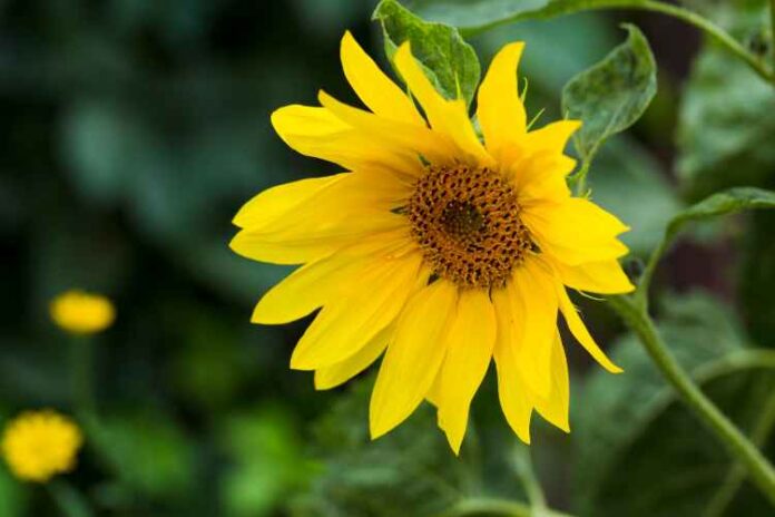 Buying Flower Seeds Online: What You Need to Know