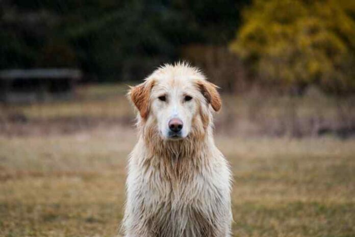 Smelly Dogs: What You Need to Know to Keep Your Furry Friend Fresh and Clean