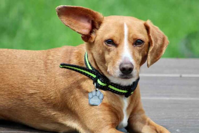 The Benefits of Using a GPS Collar for Your Dog