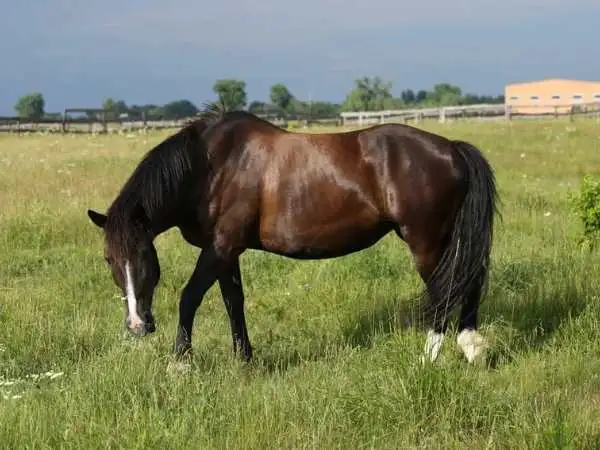How Much Do Horses Weigh