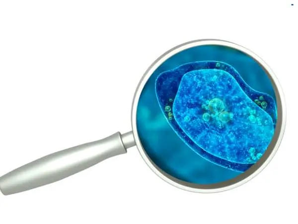 Amoeba That Eats Brain