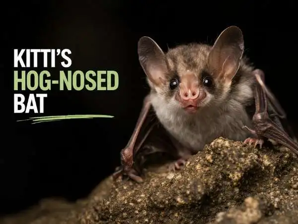 Kittis Hog-Nosed Bat
