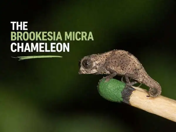 The Brookesia micra Chameleon