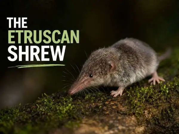 The Etruscan Shrew