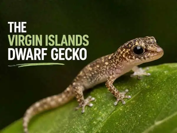 The Virgin Islands Dwarf Gecko
